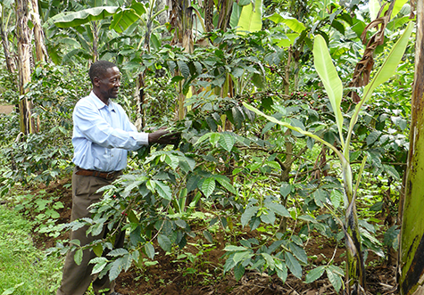 Wat maakt Arabica bonen bijzonder? Arabica bonen